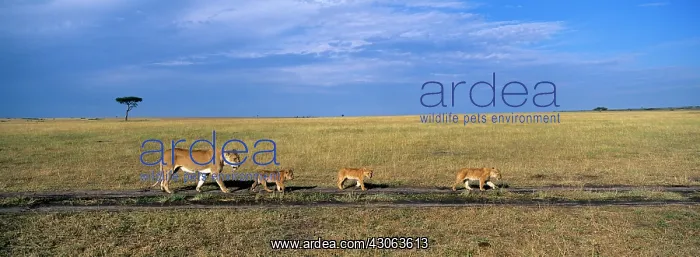 : Kenya, Masai Mara Game Reserve, Lion pride : Kenya, Masai Mara Game Reserve, Lion pride