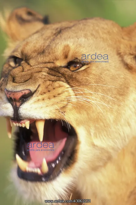 : Kenya, Masai Mara Game Reserve, Lioness : Kenya, Masai Mara Game Reserve, Lioness