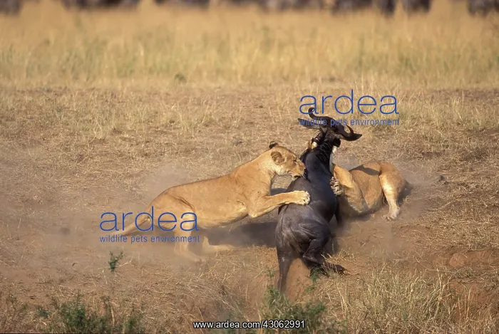 : Kenya, Masai Mara Game Reserve, Lions (Panthera : Kenya, Masai Mara Game Reserve, Lions (Panthera