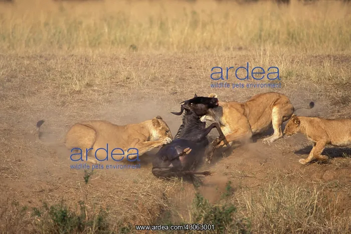  : Kenya, Masai Mara Game Reserve, Lions (Panthera