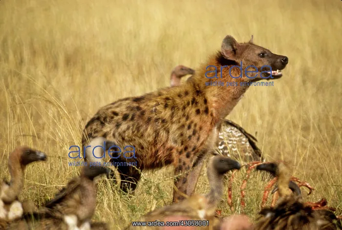 : Kenya. Masai Mara Game Reserve, Mara Conservancy : Kenya. Masai Mara Game Reserve, Mara Conservancy