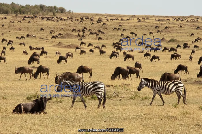 : Kenya, Masai Mara Game Reserve, Mara Triangle : Kenya, Masai Mara Game Reserve, Mara Triangle