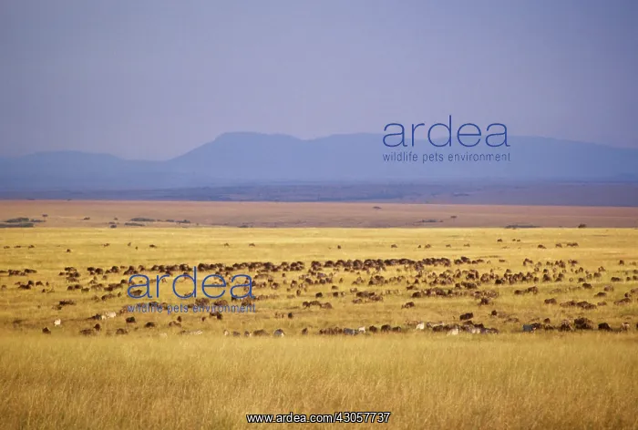 : Kenya, Masai Mara Game Reserve. Migration : Kenya, Masai Mara Game Reserve. Migration