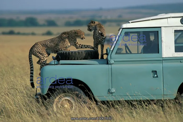 : Kenya, Masai Mara Game Reserve, (MR) Cheetahs : Kenya, Masai Mara Game Reserve, (MR) Cheetahs