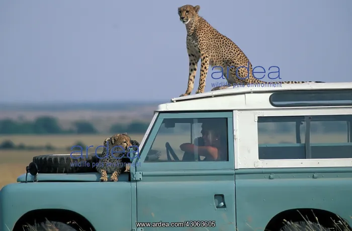 : Kenya, Masai Mara Game Reserve, (MR) Cheetahs : Kenya, Masai Mara Game Reserve, (MR) Cheetahs