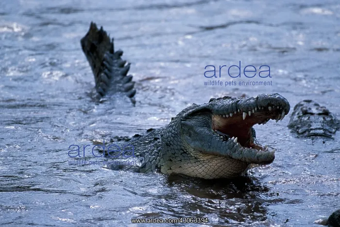  : Kenya, Masai Mara Game Reserve, Nile Crocodile