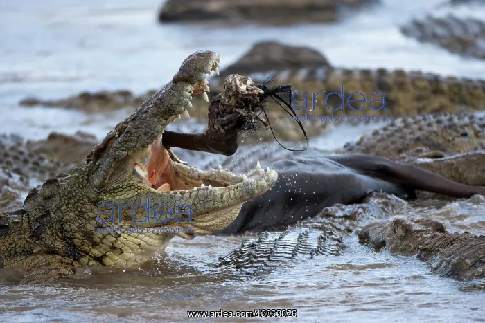 : Kenya, Masai Mara Game Reserve. Nile Crocodile : Kenya, Masai Mara Game Reserve. Nile Crocodile