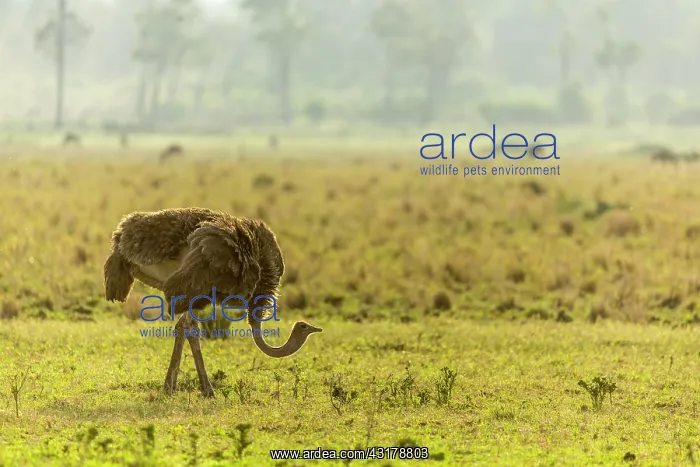 : Kenya, Masai-Mara game reserve, ostrich (Struthio : Kenya, Masai-Mara game reserve, ostrich (Struthio