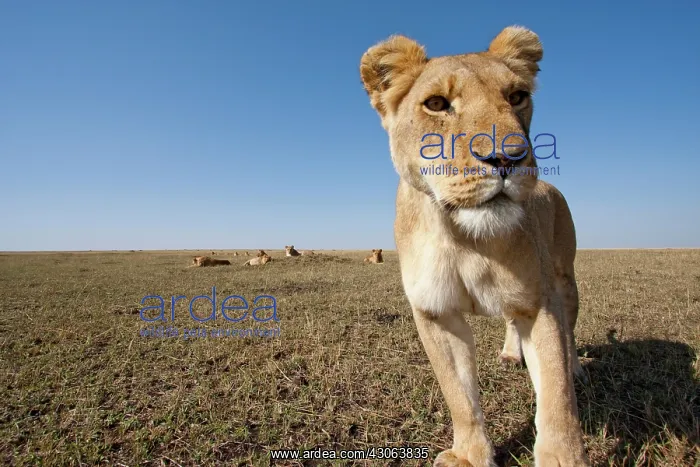 : Kenya, Masai Mara Game Reserve. Remote camera : Kenya, Masai Mara Game Reserve. Remote camera