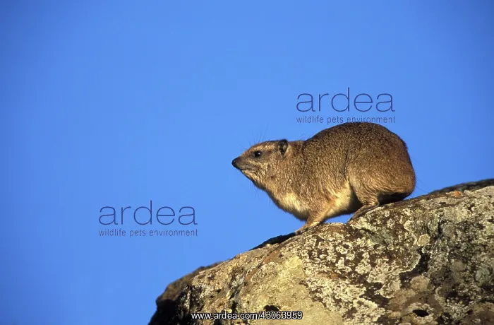 : Kenya, Masai Mara Game Reserve. Rock Dassie : Kenya, Masai Mara Game Reserve. Rock Dassie