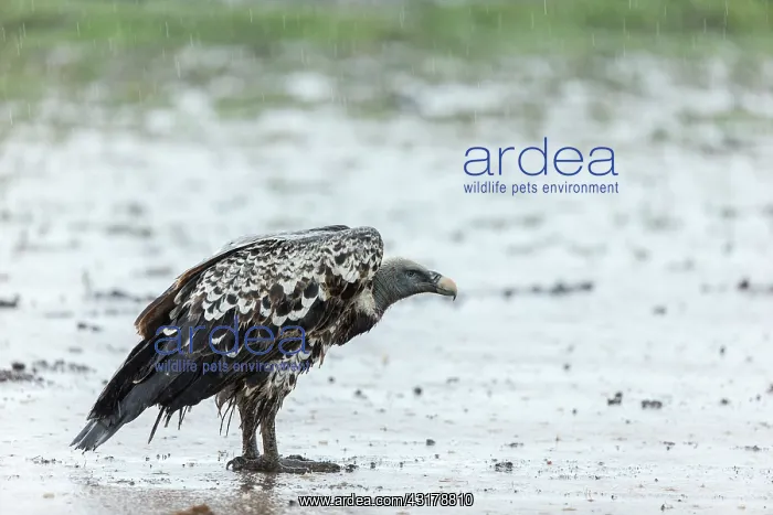 : Kenya, Masai-Mara game reserve, Rueppell's Griffon : Kenya, Masai-Mara game reserve, Rueppell's Griffon