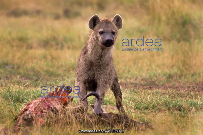 : Kenya, Masai Mara Game Reserve. Spotted : Kenya, Masai Mara Game Reserve. Spotted
