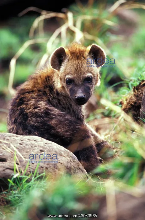 : Kenya, Masai Mara Game Reserve. Spotted : Kenya, Masai Mara Game Reserve. Spotted