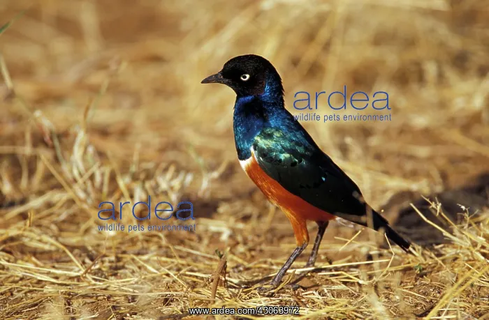 : Kenya, Masai Mara Game Reserve. Superb Starling : Kenya, Masai Mara Game Reserve. Superb Starling