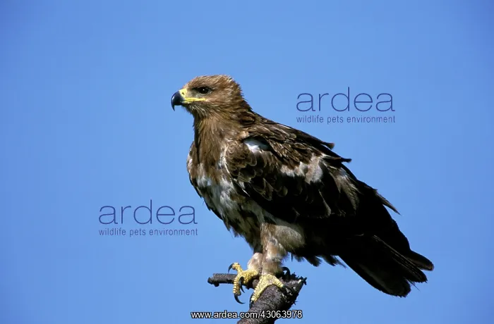 : Kenya, Masai Mara Game Reserve. Tawny Eagle : Kenya, Masai Mara Game Reserve. Tawny Eagle