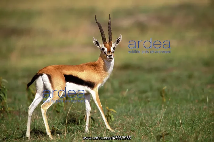  : Kenya, Masai Mara Game Reserve. Thomson's