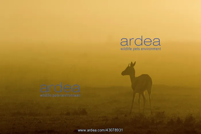: Kenya, Masai-Mara game reserve, Thomson's gazella : Kenya, Masai-Mara game reserve, Thomson's gazella