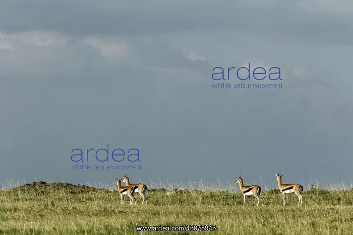 : Kenya, Masai-Mara game reserve, Thomson's gazella : Kenya, Masai-Mara game reserve, Thomson's gazella