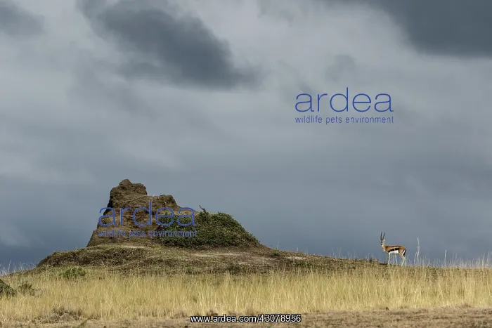 : Kenya, Masai-Mara game reserve, Thomson's gazella : Kenya, Masai-Mara game reserve, Thomson's gazella