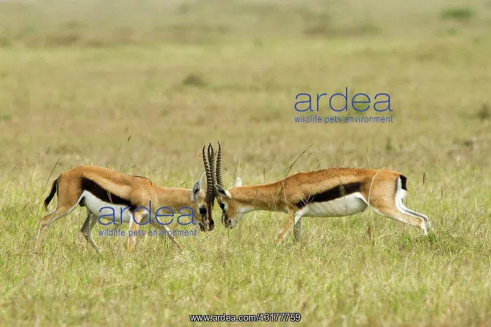 : Kenya, Masai-Mara game reserve, Thomson's gazella : Kenya, Masai-Mara game reserve, Thomson's gazella