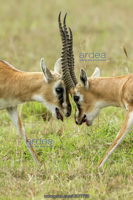 : Kenya, Masai-Mara game reserve, Thomson's gazella : Kenya, Masai-Mara game reserve, Thomson's gazella