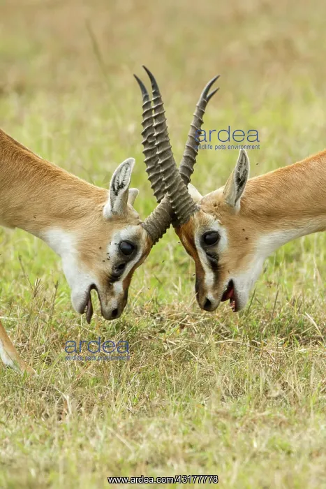 : Kenya, Masai-Mara game reserve, Thomson's gazella : Kenya, Masai-Mara game reserve, Thomson's gazella