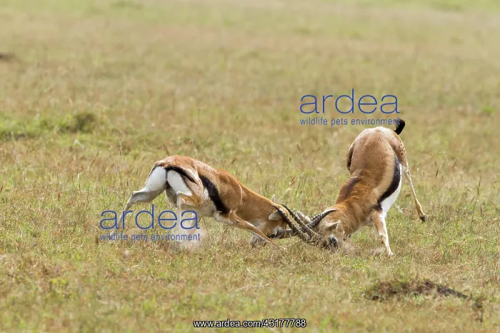 : Kenya, Masai-Mara game reserve, Thomson's gazella : Kenya, Masai-Mara game reserve, Thomson's gazella