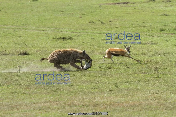 : Kenya, Masai-Mara game reserve, Thomson's gazella : Kenya, Masai-Mara game reserve, Thomson's gazella