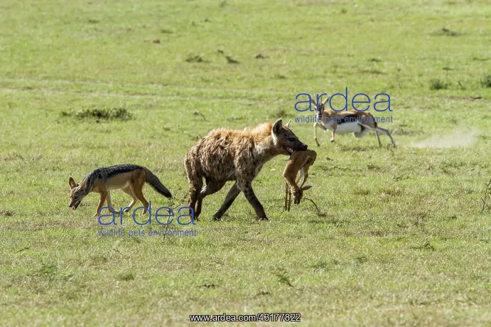 : Kenya, Masai-Mara game reserve, Thomson's gazella : Kenya, Masai-Mara game reserve, Thomson's gazella