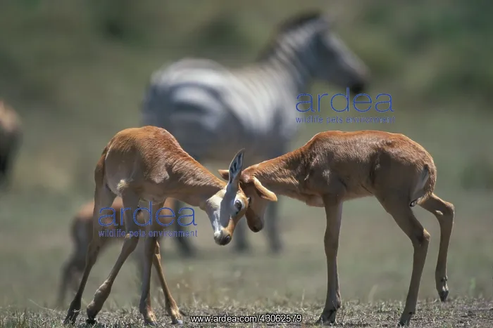 : Kenya, Masai Mara Game Reserve, Topi antelope : Kenya, Masai Mara Game Reserve, Topi antelope