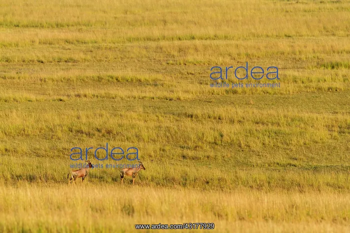  : Kenya, Masai-Mara game reserve, topi (Damaliscus