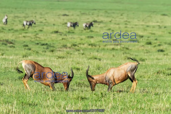 : Kenya, Masai-Mara game reserve, topi (Damaliscus : Kenya, Masai-Mara game reserve, topi (Damaliscus