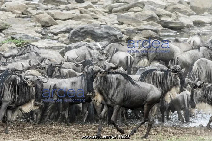 : Kenya, Masai-Mara game reserve, topi (Damaliscus : Kenya, Masai-Mara game reserve, topi (Damaliscus