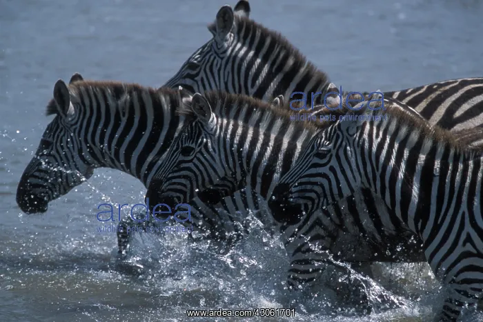 : Kenya, Masai Mara Game Reserve, Vast Herd : Kenya, Masai Mara Game Reserve, Vast Herd