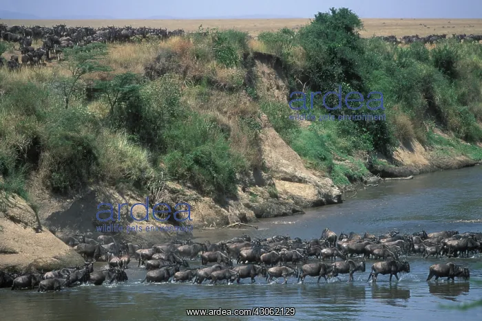 : Kenya, Masai Mara Game Reserve, Vast herd : Kenya, Masai Mara Game Reserve, Vast herd