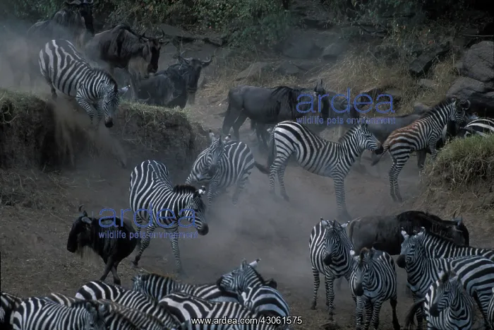 : Kenya, Masai Mara Game Reserve, Vast Herds : Kenya, Masai Mara Game Reserve, Vast Herds