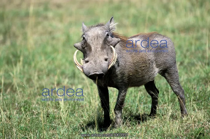 : Kenya, Masai Mara Game Reserve. Warthog : Kenya, Masai Mara Game Reserve. Warthog