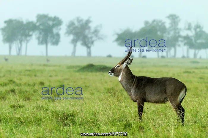: Kenya, Masai-Mara game reserve, waterbuck (Kobus : Kenya, Masai-Mara game reserve, waterbuck (Kobus