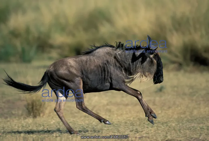 : Kenya, Masai Mara Game Reserve, Wildebeest : Kenya, Masai Mara Game Reserve, Wildebeest