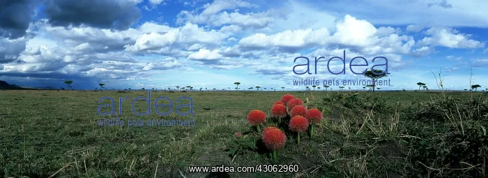 : Kenya, Masai Mara Game Reserve. Wildflowers : Kenya, Masai Mara Game Reserve. Wildflowers