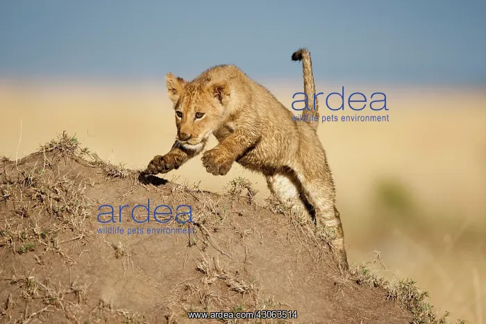 : Kenya, Masai Mara Game Reserve. Young Lion : Kenya, Masai Mara Game Reserve. Young Lion