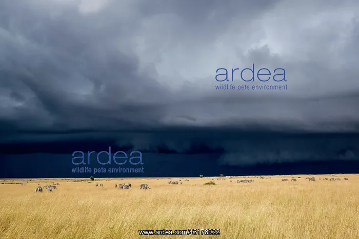 : Kenya, Masai-Mara game reserve, zebras in the plains : Kenya, Masai-Mara game reserve, zebras in the plains