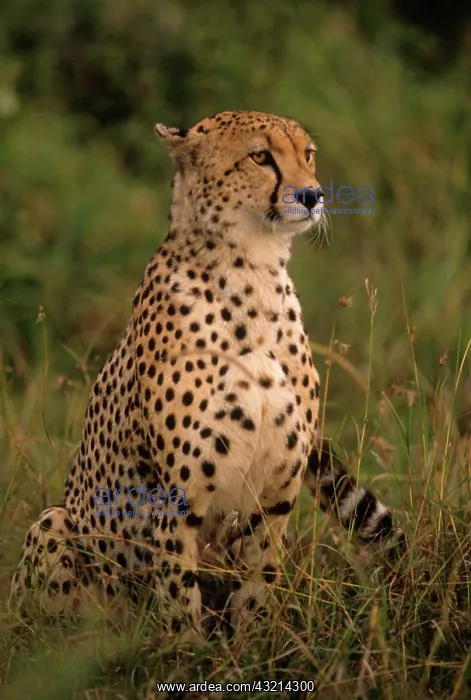 : Kenya: Masai Mara, head of mating cheetah : Kenya: Masai Mara, head of mating cheetah