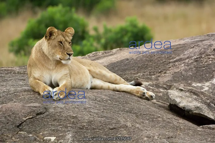 : Kenya, Masai Mara. Lioness resting on boulder : Kenya, Masai Mara. Lioness resting on boulder