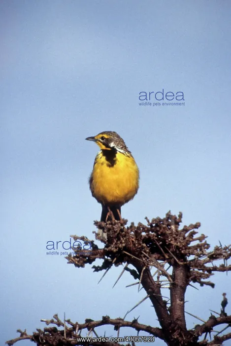 : Kenya. Masai Mara, Longclaw (Macronyx croceus) : Kenya. Masai Mara, Longclaw (Macronyx croceus)