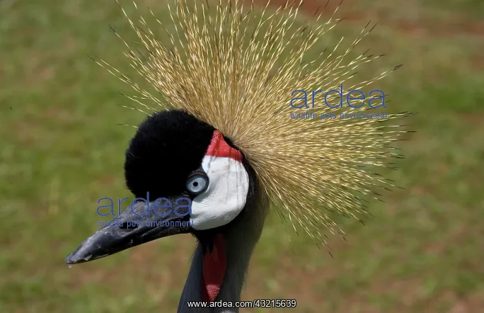 : Kenya, Masai Mara National Reserve. Crowned : Kenya, Masai Mara National Reserve. Crowned