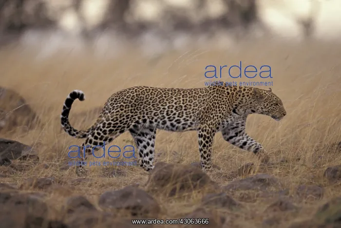 : Kenya, Masai Mara National Reserve, Leopard : Kenya, Masai Mara National Reserve, Leopard