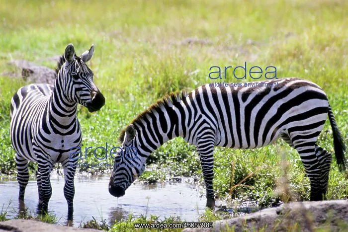 : Kenya, Masai Mara National Reserve. Pair : Kenya, Masai Mara National Reserve. Pair