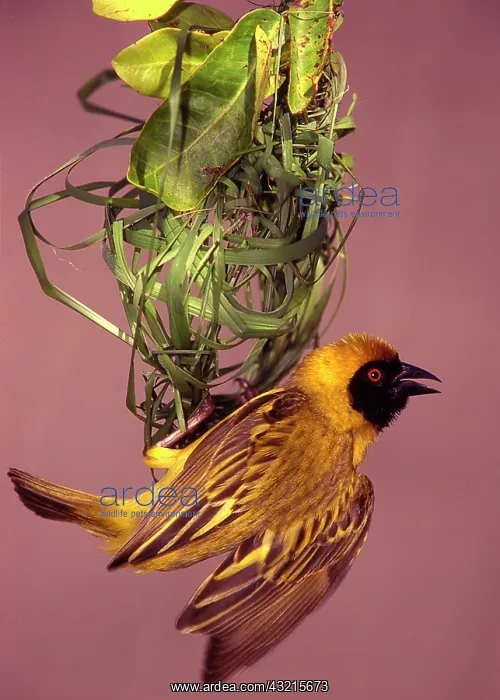 : Kenya, Masai Mara National Wildlife Reserve : Kenya, Masai Mara National Wildlife Reserve