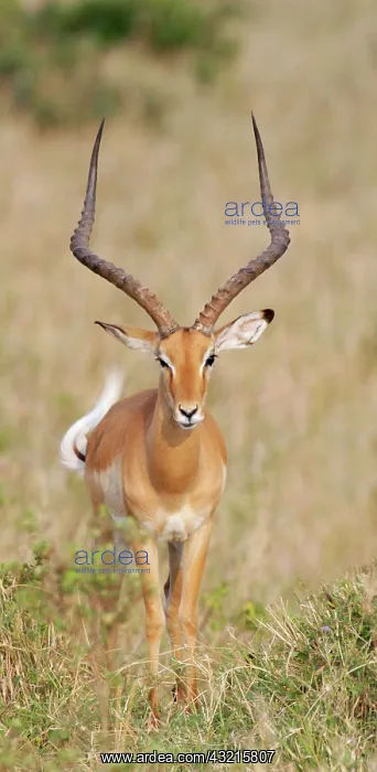 : Kenya, Masai Mara National Wildlife Reserve : Kenya, Masai Mara National Wildlife Reserve